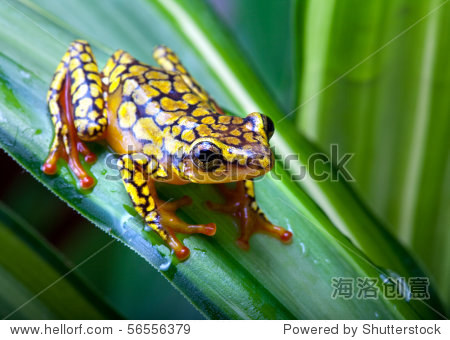harlequin poison dart frog or dendrobates histrionicus