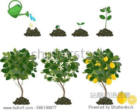 plant growing from seed to lemon tree.