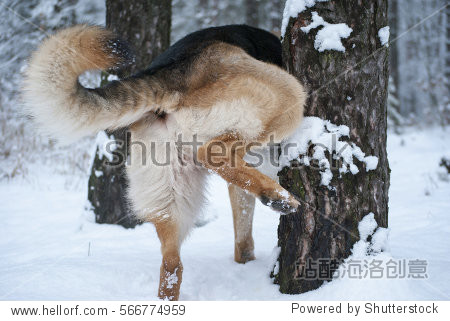 german shepherd dog pissing on a tree in a winter park