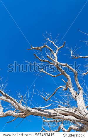 tree branch on blue sky - 站酷海洛正版图片, 视频, 音乐素材交易