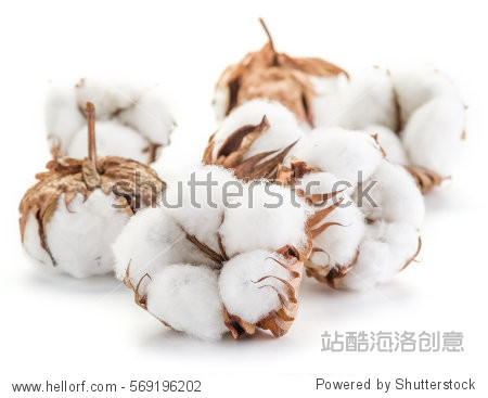 fluffy cotton ball of cotton plant on a white background.