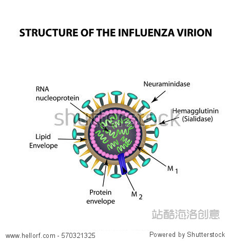the structure of the influenza virus infographics