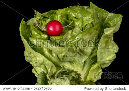 bright red radish on a rich green head of lettuce - 站酷海洛正版