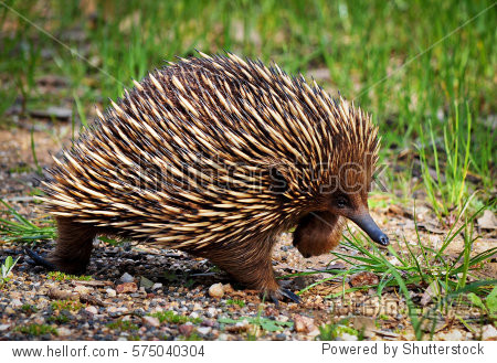 echidna native fauna of australia