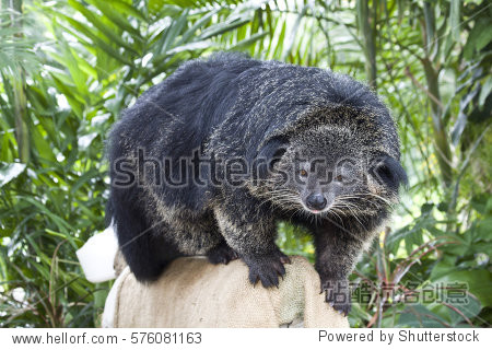 binturong (bearcat) - huge furry animal with black fur like a