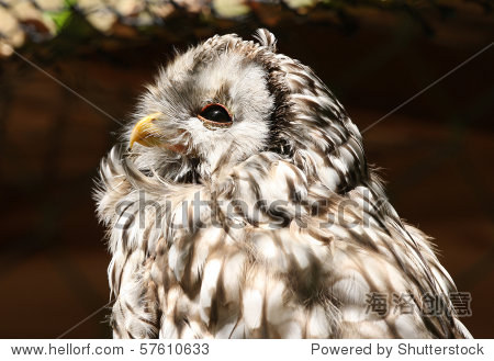 portrait of a western screech owl - 图片素材 - 站酷海洛plus正版