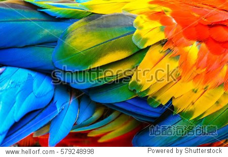 Close up of Scarlet macaw bird's feathers