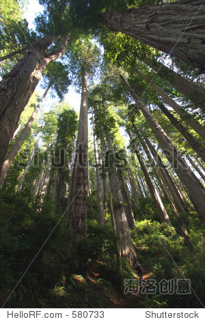 redwood forest - 图片素材 - 站酷海洛plus正版图片, 视频, 音乐素材