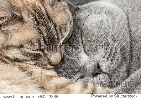 closeup of two sleeping cuddling cats together thai siam and