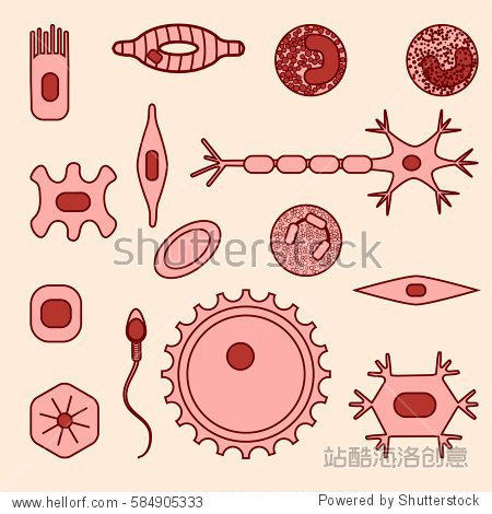 stock vector illustration of bone, nerve, epithelial, muscle