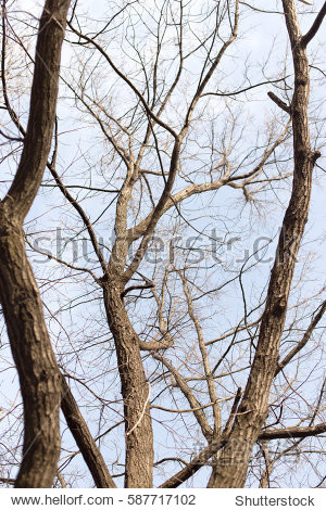 shriveled tree - 图片素材 - 站酷海洛plus正版图片, 视频, 音乐素材