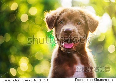 portrait of brown cute labrador retriever puppy with sunset