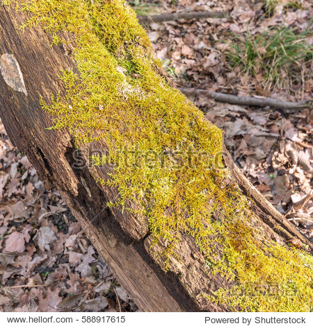 old tree trunk with lichen on - to use for background or others