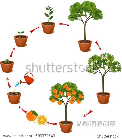 life cycle plant