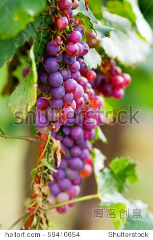 violet grape cluster - 图片素材 - 站酷海洛plus正版图片, 视频
