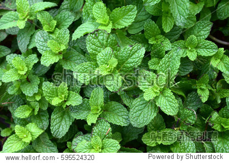 kitchen mint marsh mint - 站酷海洛 - 正版图片,视频,字体,音乐素材