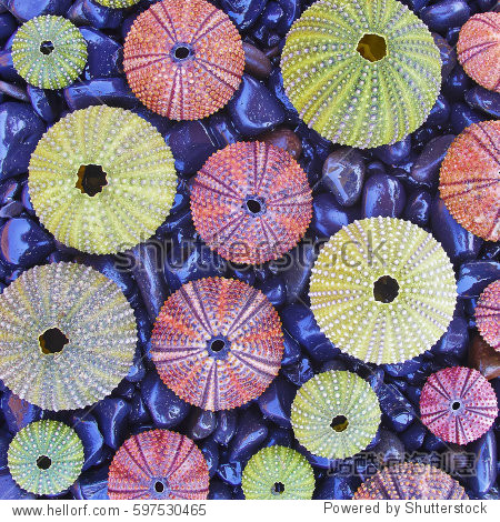 colorful sea urchins on black pebbles beach, natural background