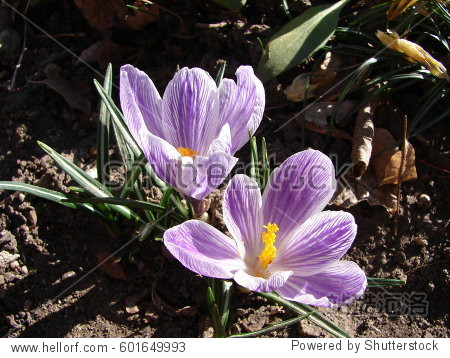 crocus flowers close up-站酷海洛正版图片, 视频, 音乐素材交易平台