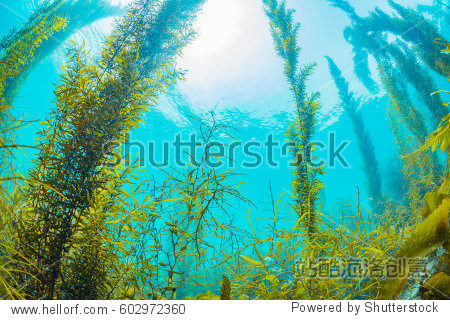 forest of seaweed - 自然,公园/户外 - 站酷海洛创意正版图片,视频