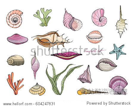 Hand drawn seashells collection. Vector colorful illustration.