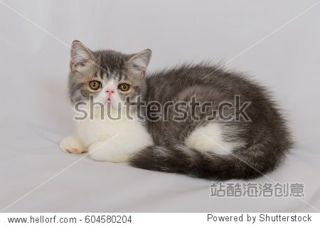 exotic shorthair cat on white background, blue tabby and white