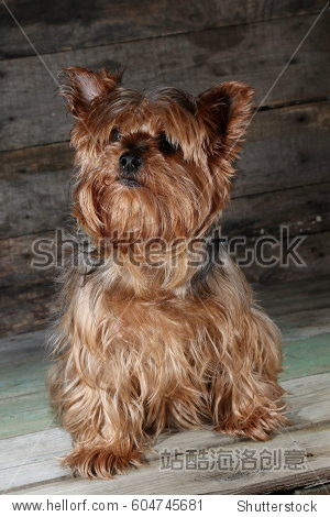 dog yorkshire terrier on wooden background-站酷海洛正版图片