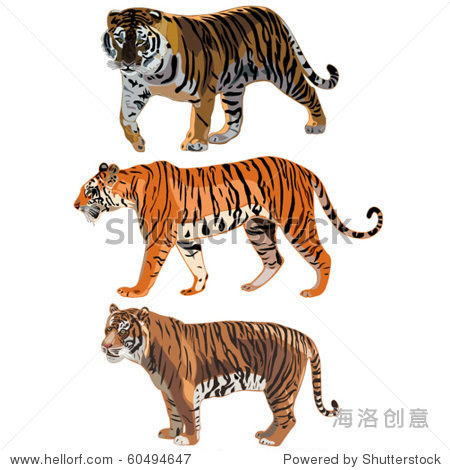 the three tigers in the world siberian tiger sumatran tiger
