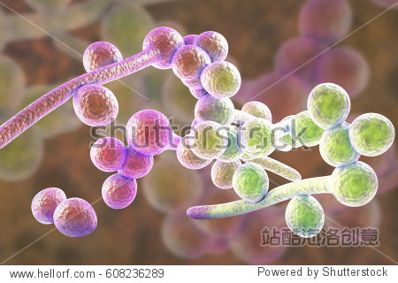 3d illustration of fungi candida albicans which cause