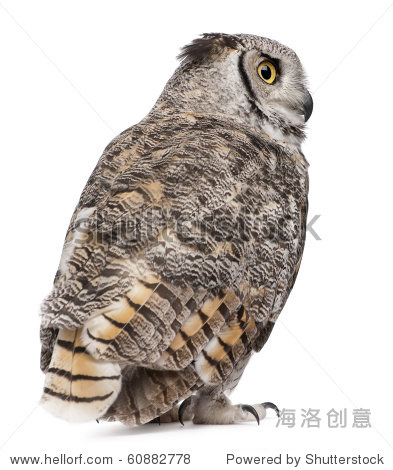 rear view of great horned owl, bubo virginianus subarcticus, in