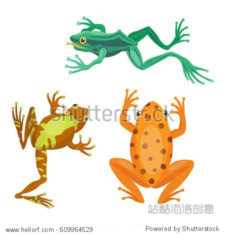 frog cartoon tropical animal cartoon nature icon funny and