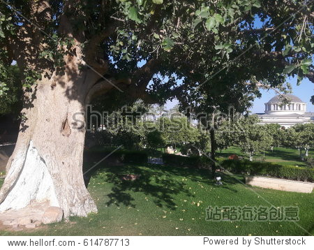 the sycamore tree which zacchaeus climbed up according to the