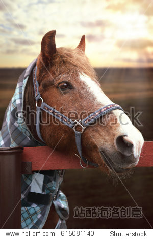 horses head in cloudy weather in the outer paddock pasture.