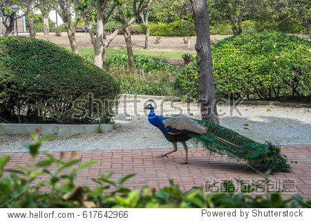 a peacock walking at the footpath in the park la paloma at