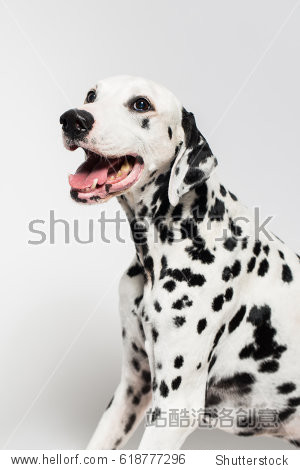 portrait of beautiful dalmatian dog breathing with mouth