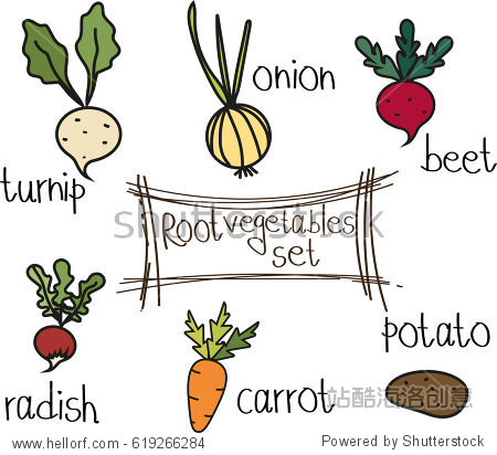 vector illustration of root vegetables: beet onion turnip radish