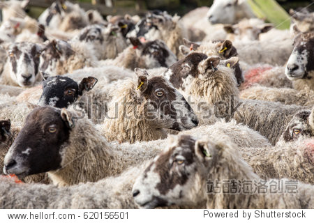 flock of sheep altogether