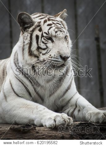 white tiger in park - 图片素材 - 站酷海洛plus正版图片, 视频