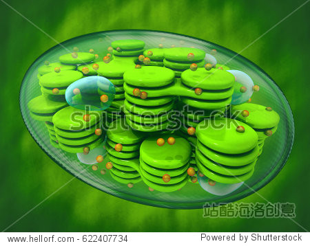 chloroplast plant cell organelle. 3d image. green background