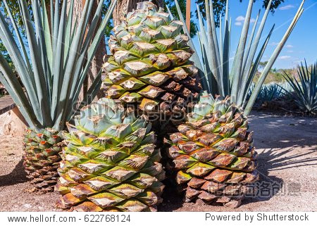 stack of blue agave pineapples used for making tequila near