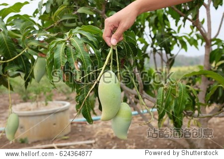hand of a woman holding a green mango fruit with some green