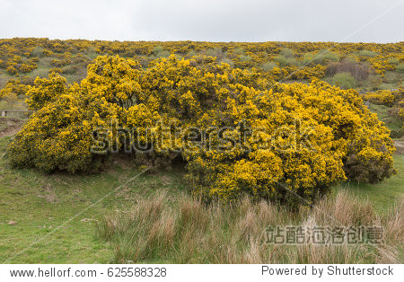 yellow flowering gorse bush (ulex europaeus) on moorland near