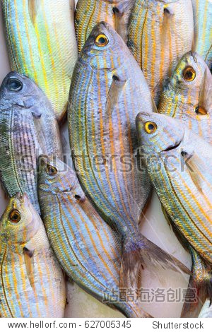 mediterranean herbivore salema porgy fish (sarpa salpa) exposed