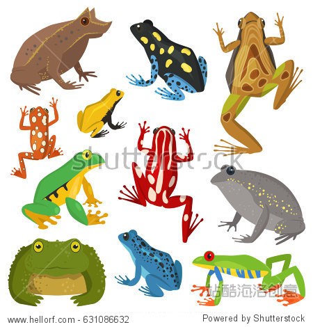 frog cartoon tropical animal cartoon amphibian vector