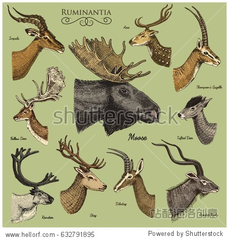 and greater kudu fallow deer reindeer and stag doe or roe deer