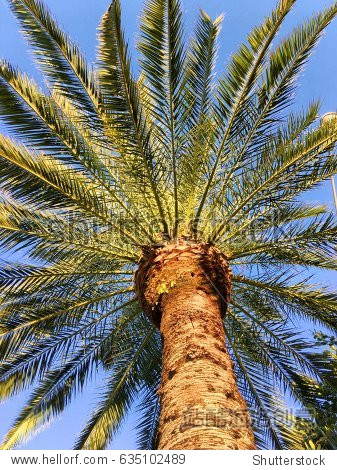 palm trees - 图片素材 - 站酷海洛plus正版图片, 视频, 音乐素材交易