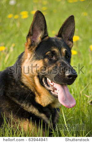 portrait of a beautiful german shepherd or alsatian dog lying in