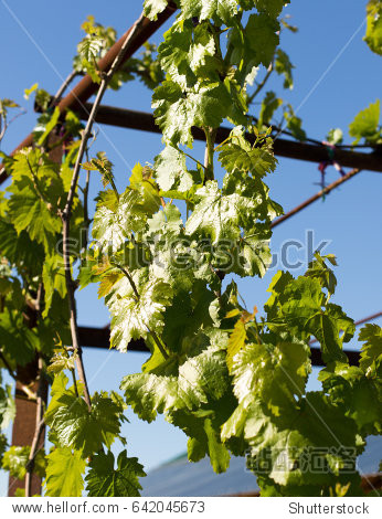 grape tree - 图片素材 - 站酷海洛plus正版图片, 视频, 音乐素材交易