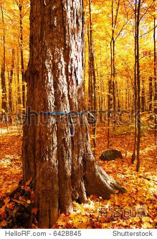 sugar maple trees with gathering system for spring maple syrup