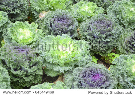 green vegetable - 图片素材 - 站酷海洛plus正版图片, 视频, 音乐