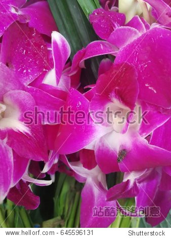 close-up orchid flower - 图片素材 - 站酷海洛plus正版图片, 视频